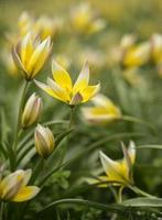 blommig bakgrund gula krokusar selektivt fokus foto