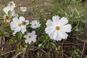 vackra vita kosmosblommor och gröna blad blommar i trädgården foto
