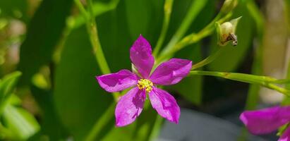 talinum fruticosum blomma, vanligen känd som ceylon spenat, vattenblad, cariru, gbure, surinam portlak, filippinska spenat, florida spenat, köksväxt berömd blomma, lagos bologi, och älskling foto
