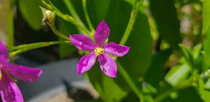 talinum fruticosum blomma, vanligen känd som ceylon spenat, vattenblad, cariru, gbure, surinam portlak, filippinska spenat, florida spenat, köksväxt berömd blomma, lagos bologi, och älskling foto