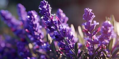 ai genererad. ai generativ. lavendel- växt blomma makro skott Foto illustration. grafisk konst