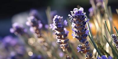 ai genererad. ai generativ. lavendel- växt blomma makro skott Foto illustration. grafisk konst