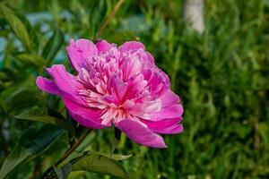 rosa pion blomma i de trädgård på en bakgrund av grön löv foto