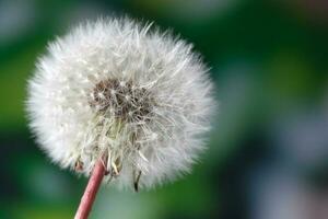 allmänning maskros utsäde huvud. taraxacum officinale foto