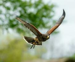 harriss Hök flygande foto