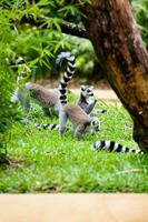 ring-tailed lemur i fångenskap. lemur catta foto