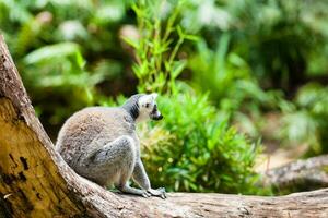 ring-tailed lemur i fångenskap. lemur catta foto