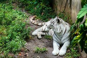 skön vit tiger i fångenskap. panthera tigris tigris foto