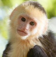 porträtt av vit huvud capuchin apa foto