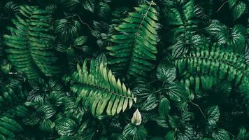 tropiskt grönt blad i mörk ton foto
