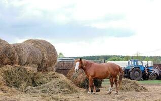 skön rustik röd häst äter hö på de bakgrund av en traktor, i de bakgård foto