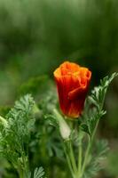 stänga upp av ett orange blomma foto