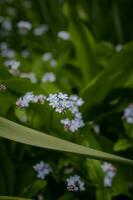 stänga upp av blå blommor foto