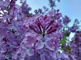 vårblommor i trädgården foto