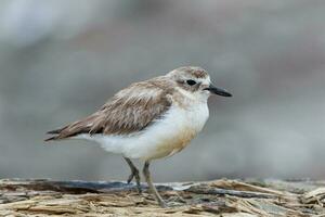 ny zealand dotterel foto