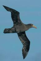 nordlig jätte petrel foto