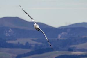 sydlig kunglig albatross i australasien foto