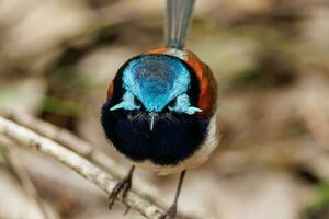 rödvingad fairywren i Australien foto