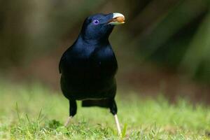 satin Bowerbird i Australien foto