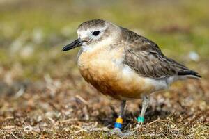 ny zealand dotterel foto