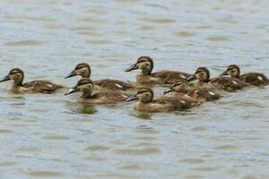 australiensisk shoveler Anka foto