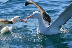 gibsons vandrande albatross i ny zealand foto