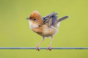 guldhårig cisticola i Australien foto