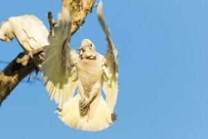 liten corella i Australien foto