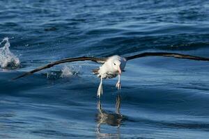 svartbrynad albatross i australasien foto