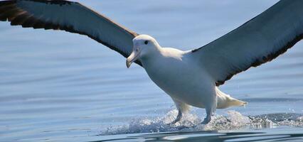 nordlig kunglig albatross foto