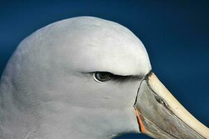 salvins mollymawk albatross foto