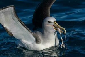 salvins mollymawk albatross foto