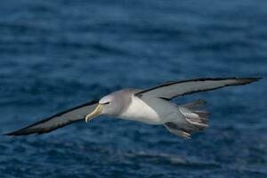 salvins mollymawk albatross foto