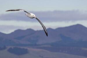 sydlig kunglig albatross i australasien foto