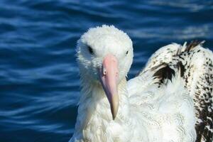 gibsons vandrande albatross i ny zealand foto