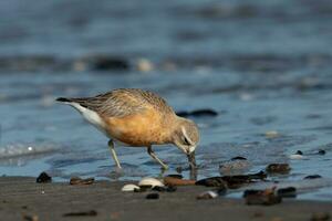 ny zealand dotterel foto