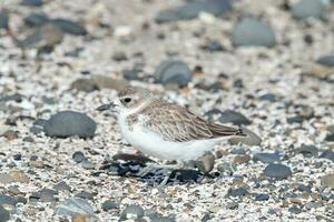 ny zealand dotterel foto