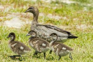 maned Anka i Australien foto