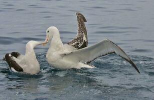 gibsons vandrande albatross i australasien foto