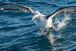 vitklädd mollymawk albatross foto