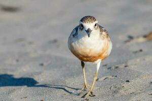 ny zealand dotterel foto