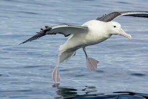 sydlig kunglig albatross i australasien foto