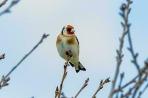 europeisk steglits fågel foto