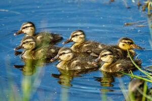 australiensisk shoveler Anka foto