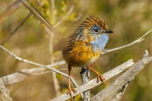 sydlig emu-gärdsmyg i Australien foto