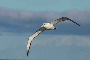 vitklädd mollymawk albatross foto