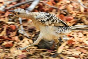 bra Bowerbird i Australien foto