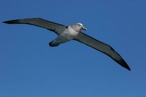 salvins mollymawk albatross foto