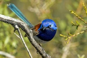 blåbröst fairywren i Australien foto