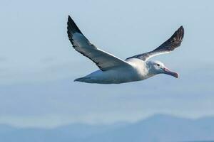 sydlig kunglig albatross i australasien foto